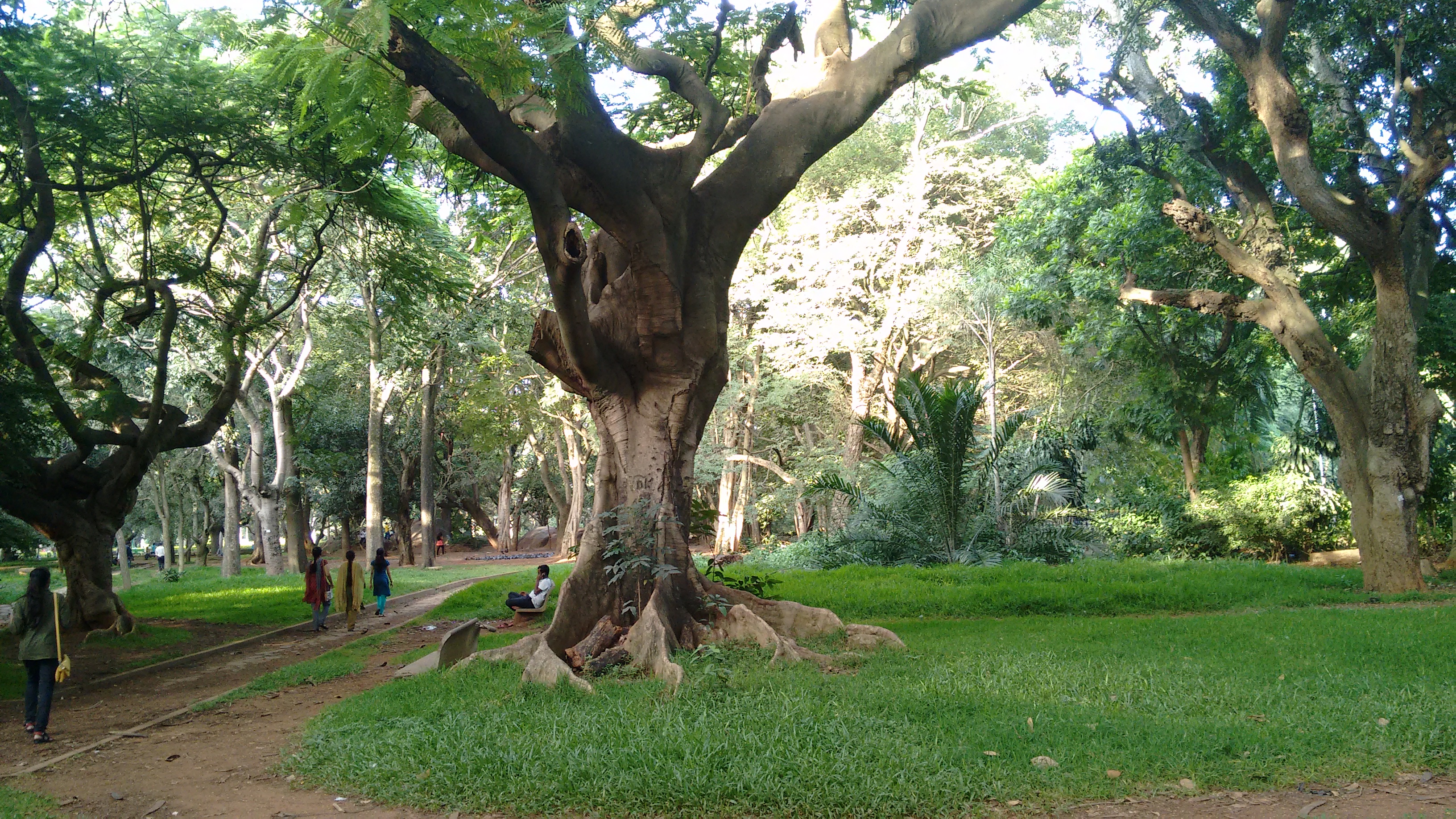 Tree-lined view of Cubbon Park in Bengaluru